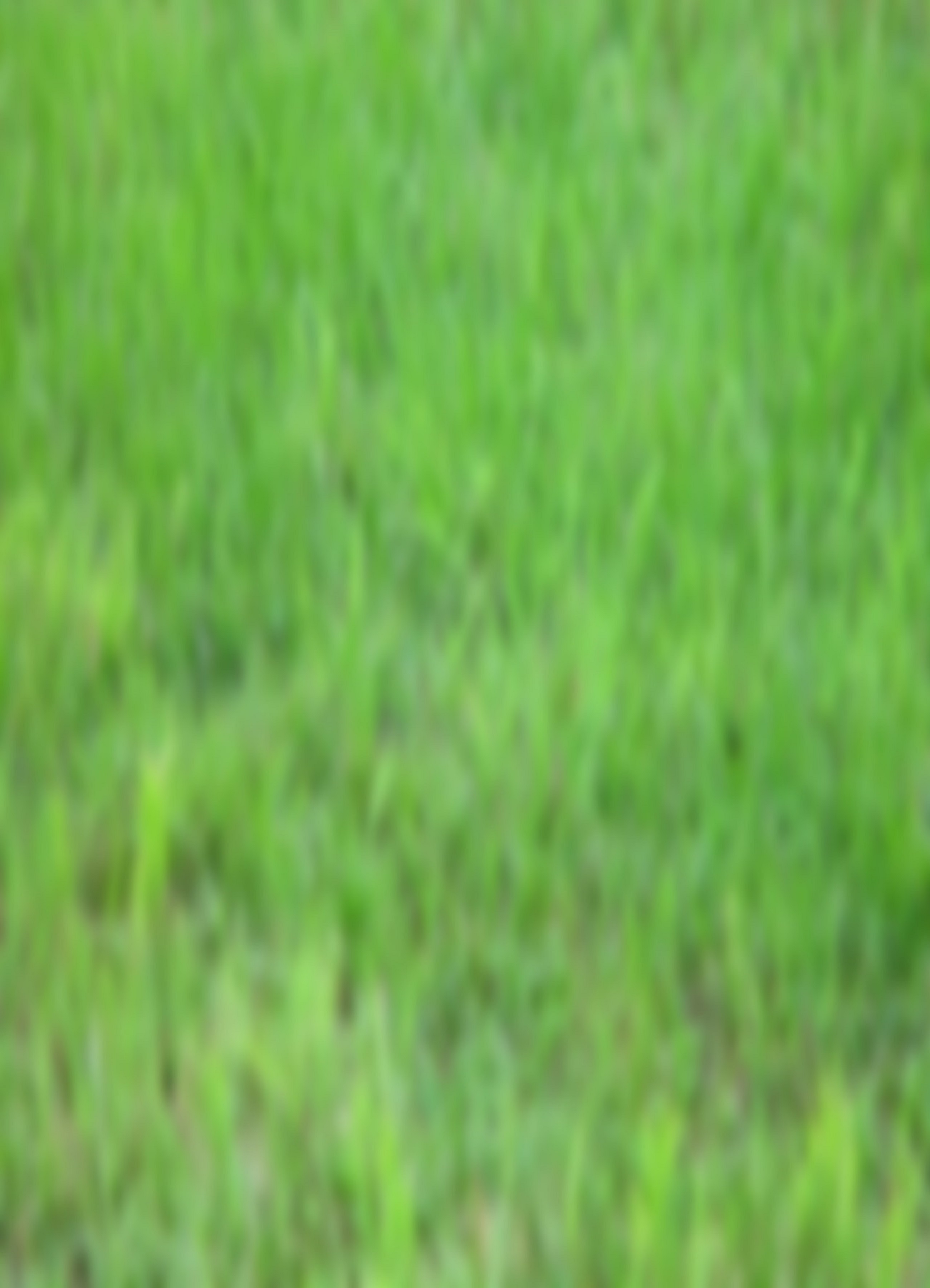 blurred grass12